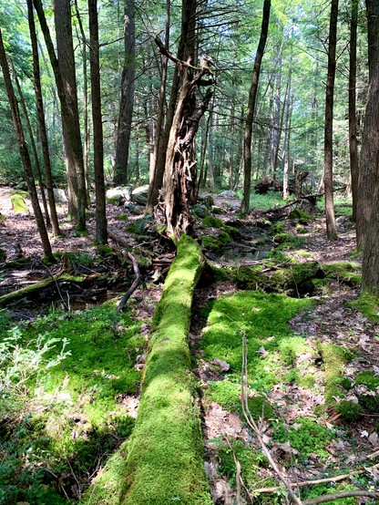 A tiny tributary flows through the forest, close to the headwaters. The area is lush with moss, particularly on the fallen tree that bridges the stream. Sunlight sparsely illuminates the green forest floor.