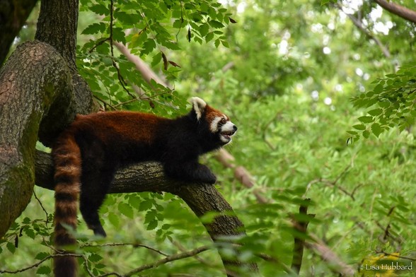 Azure Generated Description:
a red panda in a tree (57.07% confidence)
---------------
Azure Generated Tags:
animal (99.99% confidence)
mammal (99.97% confidence)
tree (99.81% confidence)
lesser panda (99.00% confidence)
outdoor (98.08% confidence)
red panda (94.39% confidence)
terrestrial animal (92.57% confidence)
wildlife (89.84% confidence)
procyonidae (85.67% confidence)
forest (67.23% confidence)
panda (49.91% confidence)
zoo (40.97% confidence)
