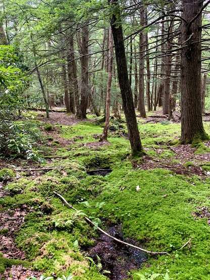 A wide, moss-covered strip winds through the forest floor. You can see water in the indentations of the moss, revealing the path of the underground watercourse.