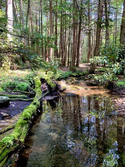 This small creek flows through the forest, collecting cold water. A tiny tributary emerges from the left side of a moss-covered fallen tree, creating a small stream pool that harbors some fish. The area is surrounded by tall trees, with sparse sunlight brightening the scene.