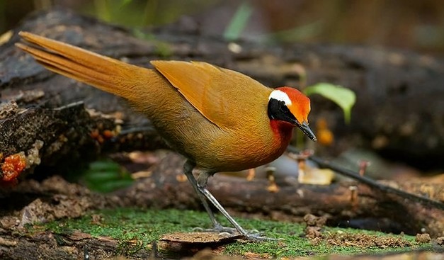 Here is a Malaysian Rail-babbler, standing on mossy ground.