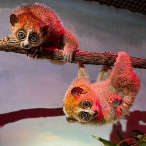 Description Provided in Tweet: 
Two pygmy slow loris babies are shown clinging to the branches of a tree in their habitat at the Small Mammal House. The male sibling is seen in the upper-left, crouching on top of the branch. The female hangs beneath the branch on the lower-right, clinging with her left hand and both feet. Her right hand is closed, as if she is preparing to reach for something. 
---------------
Azure Generated Tags:
animal (99.99% confidence)
mammal (99.99% confidence)
lemur (87.11% confidence)
outdoor (79.13% confidence)
branch (73.55% confidence)
wildlife (67.51% confidence)
monkey (55.93% confidence)
primate (45.33% confidence)
