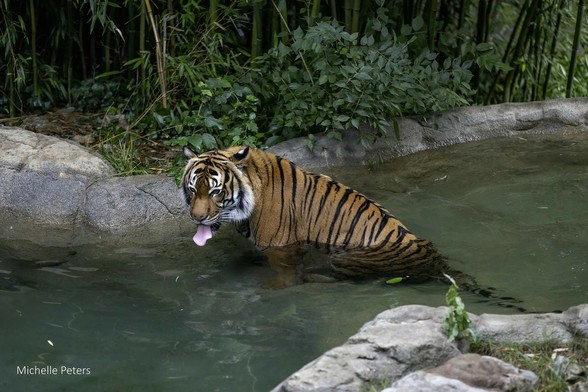Azure Generated Description:
a tiger in a river (43.70% confidence)
---------------
Azure Generated Tags:
animal (99.96% confidence)
mammal (99.93% confidence)
big cat (99.90% confidence)
tiger (99.89% confidence)
plant (97.24% confidence)
outdoor (97.22% confidence)
bengal tiger (96.48% confidence)
big cats (96.29% confidence)
siberian tiger (96.11% confidence)
tree (94.21% confidence)
zoo (92.62% confidence)
wildlife (91.10% confidence)
water (91.01% confidence)
terrestrial animal (89.04% confidence)
rock (75.12% confidence)
