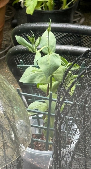 A small plant in a plastic pot, viewed out a window and between two mesh cages. The leaves in the top few levels look almost normal (not like droopy weird leather). The uppermost flower bud sits up straight. The branch below it with two buds is kind of a-shaped, having wilted and recovered. Several leaves below that branch look almost back to normal. 