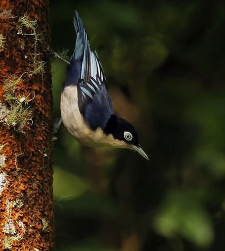 Here is a close-up of a Blue Nuthatch, about to fly off a tree trunk.