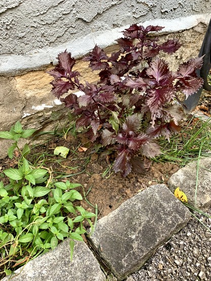 Purple shiso and green mints are growing in a narrow section by the house wall.