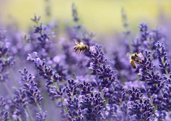 Bees in a lavender field - header image in post 