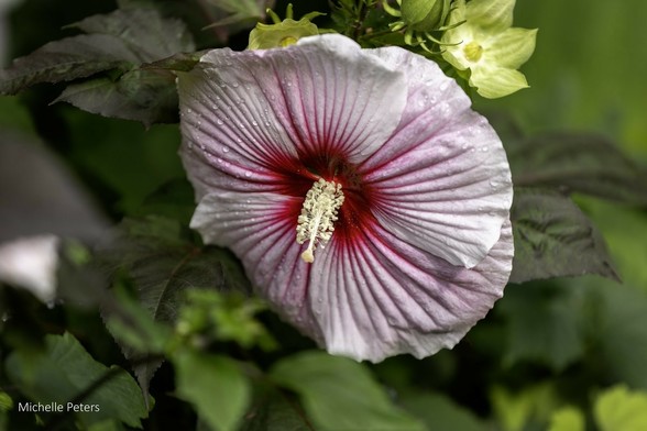 Azure Generated Description:
a close up of a flower (59.05% confidence)
---------------
Azure Generated Tags:
plant (97.32% confidence)
outdoor (97.17% confidence)
petal (96.43% confidence)
hawaiian hibiscus (93.42% confidence)
flower (93.29% confidence)
chinese hibiscus (92.72% confidence)
swamp rose mallow (89.97% confidence)
malvales (88.96% confidence)
hibiscus (84.54% confidence)
