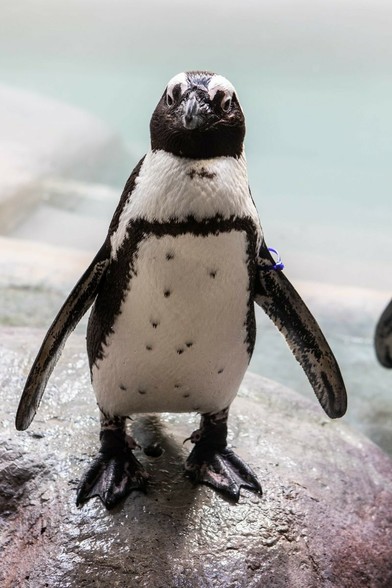 Azure Generated Description:
a penguin standing on a rock (47.70% confidence)
---------------
Azure Generated Tags:
animal (100.00% confidence)
bird (99.99% confidence)
aquatic bird (99.97% confidence)
penguin (99.96% confidence)
flightless bird (96.04% confidence)
adaalie penguin (90.24% confidence)
outdoor (89.73% confidence)
beak (88.35% confidence)
ground (79.00% confidence)
rock (69.79% confidence)
standing (67.77% confidence)
aquarium (48.72% confidence)
