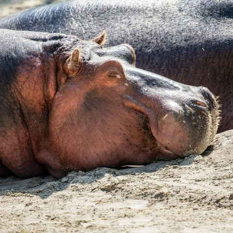 Azure Generated Description:
a close-up of a hippo (46.20% confidence)
---------------
Azure Generated Tags:
animal (99.97% confidence)
mammal (99.95% confidence)
ground (98.56% confidence)
outdoor (98.49% confidence)
hippo (98.09% confidence)
terrestrial animal (96.34% confidence)
hippopotamus (92.93% confidence)
snout (89.75% confidence)
laying (89.01% confidence)
wildlife (86.88% confidence)
lying (73.11% confidence)
