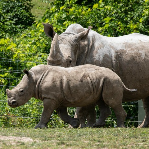 Azure Generated Description:
a rhinoceros and a rhinoceros walking in a field (49.53% confidence)
---------------
Azure Generated Tags:
animal (99.99% confidence)
mammal (99.98% confidence)
rhinoceros (99.85% confidence)
outdoor (99.73% confidence)
grass (98.29% confidence)
terrestrial animal (98.02% confidence)
wildlife (96.51% confidence)
tree (94.94% confidence)
white rhinoceros (93.59% confidence)
sumatran rhinoceros (92.61% confidence)
snout (92.37% confidence)
indian rhinoceros (89.90% confidence)
plant (89.86% confidence)
rhino (89.39% confidence)
safari (88.69% confidence)
zoo (85.03% confidence)
field (79.78% confidence)
standing (66.55% confidence)
elephant (61.50% confidence)
