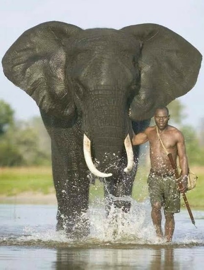 A black ranger guiding a really big elephant across water