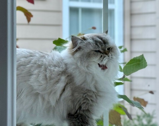 A fluffy white cat standing by a window, caught with her jaw lowered in the middle of a yawn. This arrangement makes it look like she’s smiling or laughing. 