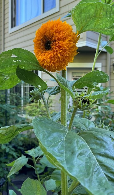 The very fluffy sunflower (more orange than yellow now) atop its five foot tall base. Three more blooms are in the picture, developing on branches from lower down. 