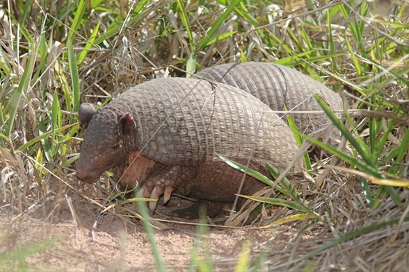 Here are two Southern Naked-Tailed Armadillos, walking through the grass.