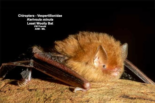 Here is a Least Woolly Bat, on a tree. This photograph was taken by CW Francis.