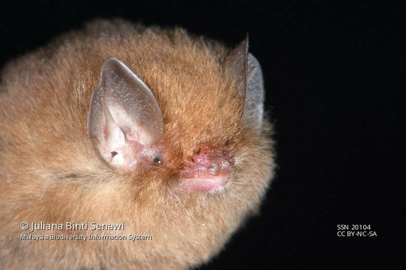 Here is a close-up, of a different one. This photograph was taken by Juliana Binti Senawi, of the Malaysia Biodiversity Information System.