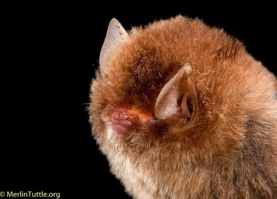 Here’s another close-up of a Least Woolly Bat. This photograph was taken by someone from MerlinTuttle.org.
