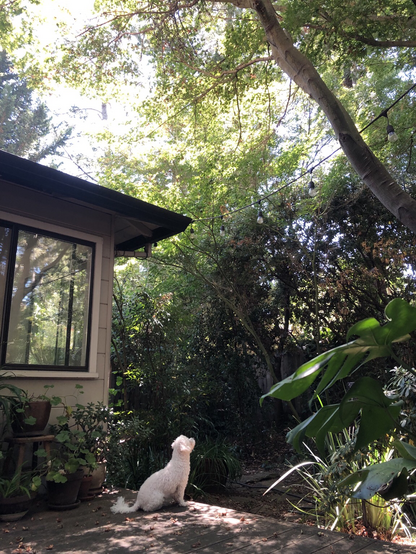 A photo of a white poodle outside on a deck looking up at the trees very intently. (On squirrel watch!)