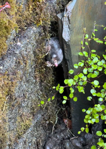 A small mole about six inches above a rock drainage area, perched on a retaining wall behind a stone slab leaning against the retaining wall. It’s head and front paws (or claws) are peeking out. 