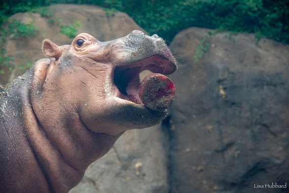 Azure Generated Description:
a hippo with its mouth open (59.11% confidence)
---------------
Azure Generated Tags:
animal (99.97% confidence)
mammal (99.81% confidence)
hippo (98.34% confidence)
outdoor (94.93% confidence)
terrestrial animal (94.38% confidence)
hippopotamus (92.17% confidence)
snout (89.16% confidence)
wildlife (86.75% confidence)
zoo (86.09% confidence)
ground (60.56% confidence)
