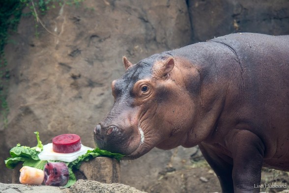 Azure Generated Description:
a hippo eating watermelon (59.78% confidence)
---------------
Azure Generated Tags:
mammal (99.83% confidence)
animal (99.76% confidence)
hippo (95.15% confidence)
ground (94.21% confidence)
outdoor (93.78% confidence)
terrestrial animal (92.72% confidence)
hippopotamus (91.72% confidence)
snout (90.54% confidence)
pig (87.80% confidence)
zoo (87.32% confidence)
suidae (87.10% confidence)
food (73.59% confidence)
