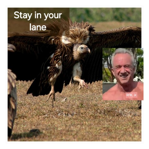 A Vulture inches above the ground with wings spread and claws out looking at  RFK,  Jr. (inset photo). Vulture caption: Stay in your lane.