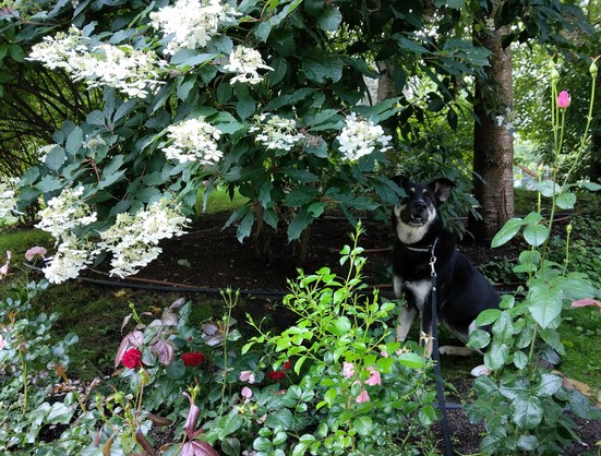 Koira istuu valkeakukkaisen syyshortensiapensaan alla, edessään tumman- ja vaaleanpunakukkaisia ruusupuskia. 