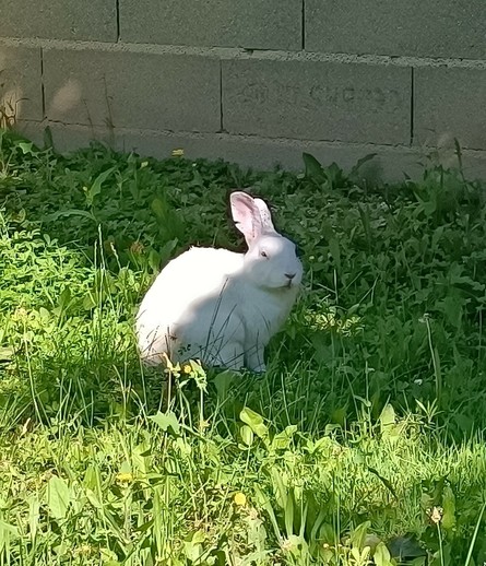 Lapin blanc assis dans l'herbe