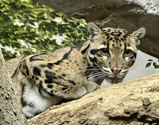 Azure Generated Description:
a spotted wild cat lying on a rock (42.65% confidence)
---------------
Azure Generated Tags:
animal (99.96% confidence)
mammal (99.95% confidence)
outdoor (97.82% confidence)
big cats (95.88% confidence)
terrestrial animal (95.79% confidence)
wildlife (95.25% confidence)
whiskers (92.97% confidence)
felidae (92.97% confidence)
rock (91.24% confidence)
zoo (90.21% confidence)
wildcat (89.75% confidence)
jaguar (87.62% confidence)
leopard (84.40% confidence)
snout (84.29% confidence)
big cat (76.45% confidence)
ground (72.50% confidence)
cat (70.28% confidence)
snow leopard (58.93% confidence)
