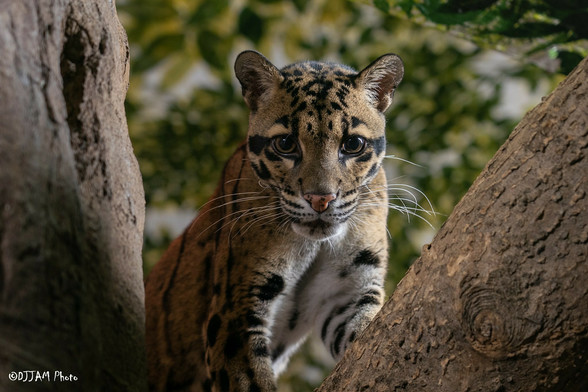 Azure Generated Description:
a leopard in a tree (46.18% confidence)
---------------
Azure Generated Tags:
animal (99.95% confidence)
mammal (99.93% confidence)
tree (98.83% confidence)
outdoor (96.90% confidence)
whiskers (96.38% confidence)
wildlife (96.12% confidence)
felidae (95.51% confidence)
terrestrial animal (94.77% confidence)
big cats (94.39% confidence)
cat (91.60% confidence)
wildcat (89.19% confidence)
snout (86.74% confidence)
fawn (85.27% confidence)
fur (84.78% confidence)
big cat (54.40% confidence)
zoo (46.44% confidence)
leopard (40.72% confidence)
