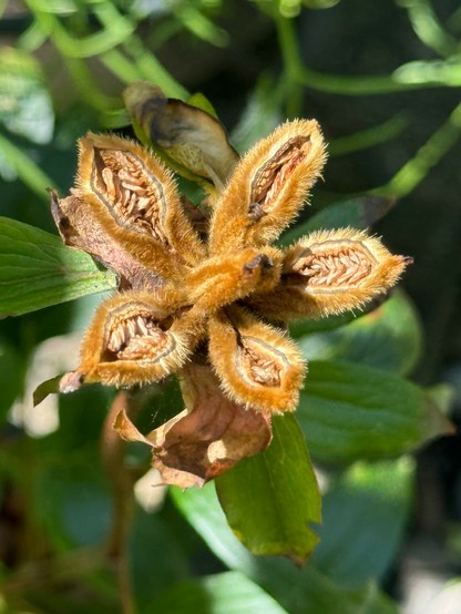 Seed pods from one peony bloom. There are five coppery brown fuzzy lobes arranged around a central bit. Each lobe is cracked open, revealing many little seeds arranged on both sides of the split. They look like a combination of wheat and little weird teeth. 
