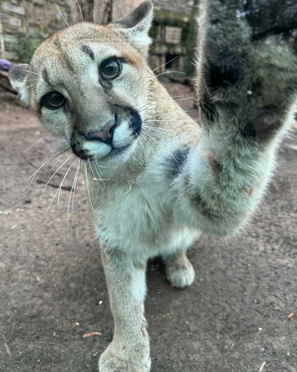 Azure Generated Description:
a tiger cub standing on dirt (27.19% confidence)
---------------
Azure Generated Tags:
animal (99.99% confidence)
mammal (99.90% confidence)
outdoor (98.45% confidence)
ground (96.77% confidence)
cat (94.73% confidence)
terrestrial animal (94.17% confidence)
snout (94.00% confidence)
fur (91.48% confidence)
whiskers (91.04% confidence)
wildcat (89.97% confidence)
felidae (89.34% confidence)
wildlife (87.19% confidence)
zoo (85.96% confidence)
big cats (84.26% confidence)
standing (65.63% confidence)
cougar (63.65% confidence)
