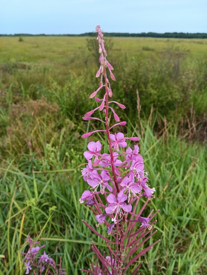 Pink Fireweed in N Wisconsin Marshland. In center of photo, surrounded by  green marsh grasses and shrubs.