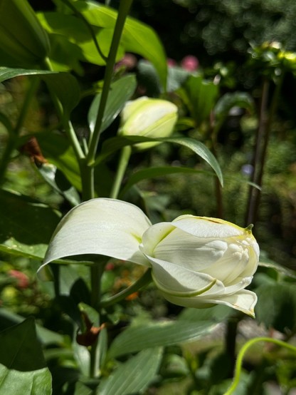 A lily bud with one fully opened petal and a couple on the way. So far it appears to be white with a bit of green at the base of the petal. A second bud in the background is just barely starting to open. 