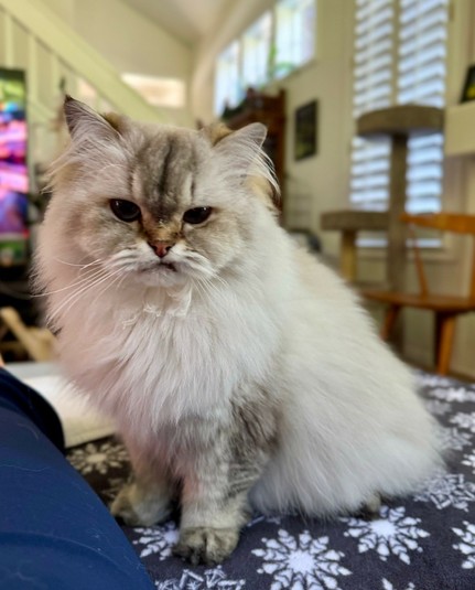 A fluffy white cat sitting on an ottoman, staring with the intensity of a cat who wants treats immediately. A look of command. 