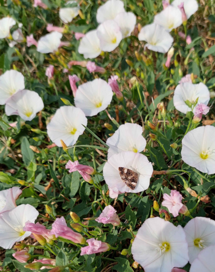 Ground full of white flowers in full bloom and pink flowers ready to bloom. Small moth is sitting in a white flower.