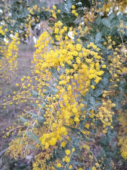 Bright yellow wattle flowers with faded green leaves.