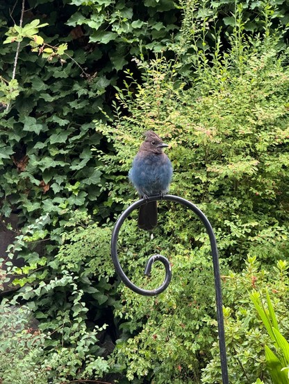 A blue and black jay with a crested head sits atop a shepherd’s hook waiting for peanuts. The bird is in the early stages of a molt, so the feathers are a bit disheveled. Its head is turned slightly to the right while keeping an eye on the peanut hookup. 

There is also a white poop falling just beneath the bird because bird. 