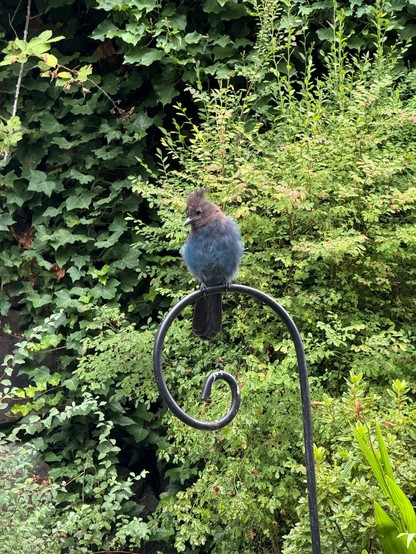 A blue and black jay with a crested head sits atop a shepherd’s hook waiting for peanuts. The bird is in the early stages of a molt, so the feathers are a bit disheveled. The head is turned to the left and a bit down as if checking its poop handiwork or slightly embarrassed. Probably the former. 