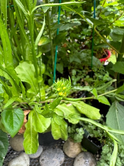 One branch of a green leafy plant. Just at the end, some little yellow buds are forming amid the bits of green. 