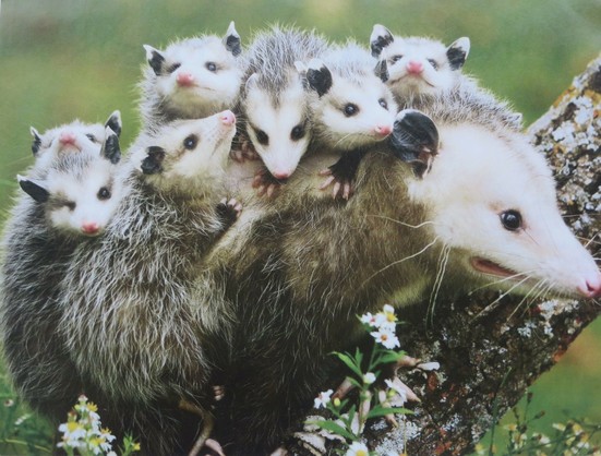 Here is a mother possum, with her joeys.