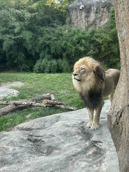 Azure Generated Description:
two lions standing on a rock (38.82% confidence)
---------------
Azure Generated Tags:
animal (99.93% confidence)
mammal (99.75% confidence)
outdoor (99.62% confidence)
tree (99.61% confidence)
plant (95.61% confidence)
lion (95.52% confidence)
zoo (94.51% confidence)
terrestrial animal (91.65% confidence)
big cats (89.93% confidence)
masai lion (89.24% confidence)
ground (85.20% confidence)
grass (84.08% confidence)
wildlife (84.04% confidence)
rock (82.60% confidence)
