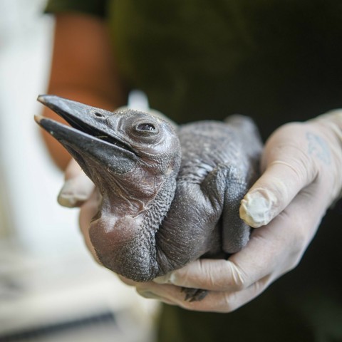 Description Provided in Tweet: 
Northern ground hornbill chick in the hands of a keeper
---------------
Azure Generated Tags:
bird (81.27% confidence)
person (80.85% confidence)
holding (77.16% confidence)
grey (69.24% confidence)
outdoor (57.94% confidence)
hand (42.10% confidence)
