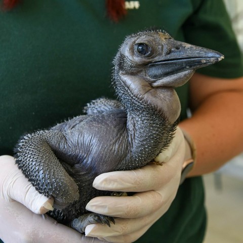 Description Provided in Tweet: 
Northern ground hornbill chick in the hands of a keeper
---------------
Azure Generated Tags:
bird (99.52% confidence)
person (96.85% confidence)
beak (88.66% confidence)
aquatic bird (78.98% confidence)
