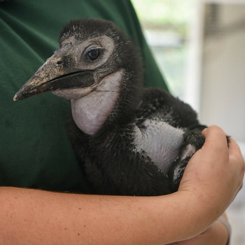 Description Provided in Tweet: 
Northern ground hornbill in the arms of a keeper
---------------
Azure Generated Tags:
bird (99.97% confidence)
beak (94.22% confidence)
flightless bird (89.74% confidence)
person (74.01% confidence)
black (70.04% confidence)
indoor (56.42% confidence)
