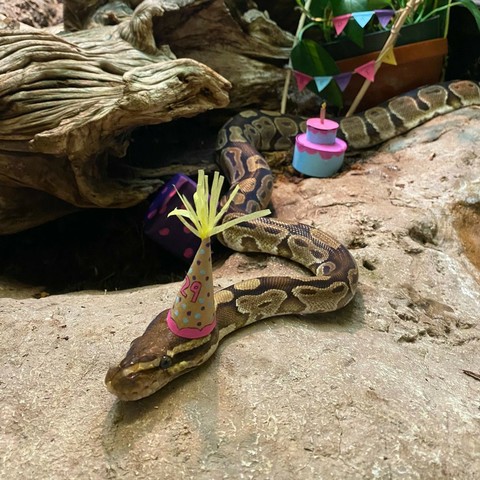 Azure Generated Description:
a snake with a flower on its head (36.97% confidence)
---------------
Azure Generated Tags:
mammal (99.43% confidence)
animal (99.29% confidence)
reptile (97.44% confidence)
snake (94.70% confidence)
plant (88.53% confidence)
ground (87.76% confidence)
outdoor (77.80% confidence)
