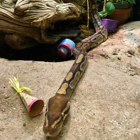 Azure Generated Description:
a snake with a toy in its mouth (36.13% confidence)
---------------
Azure Generated Tags:
mammal (99.81% confidence)
animal (99.35% confidence)
reptile (98.44% confidence)
ground (97.49% confidence)
snake (96.74% confidence)
outdoor (95.81% confidence)
laying (77.53% confidence)
lying (62.88% confidence)
