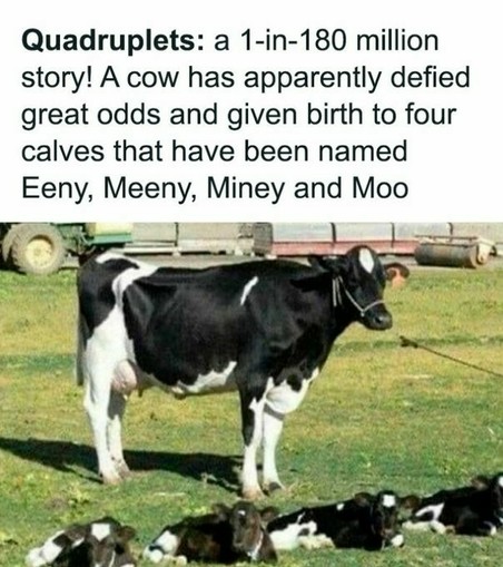 Quadruplets: a 1-in-180 million story! A cow has apparently defied great odds and given birth to four calves that have been named Eeny, Meeny, Miney and Moo

Photo of & black & white cow with 4 calves on the grass