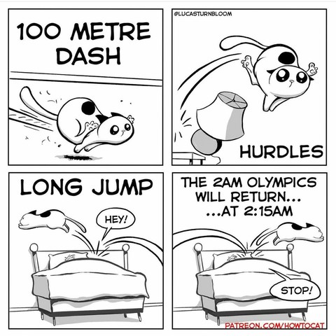 4 pics
1 - 100 metre dash - cat running fast on the floor
2 - hurdles - cat jumping above lamp (that may fall now)
3 - long jump - cat jumping and bouncing over the occupied bed...
4 - same but other way around 